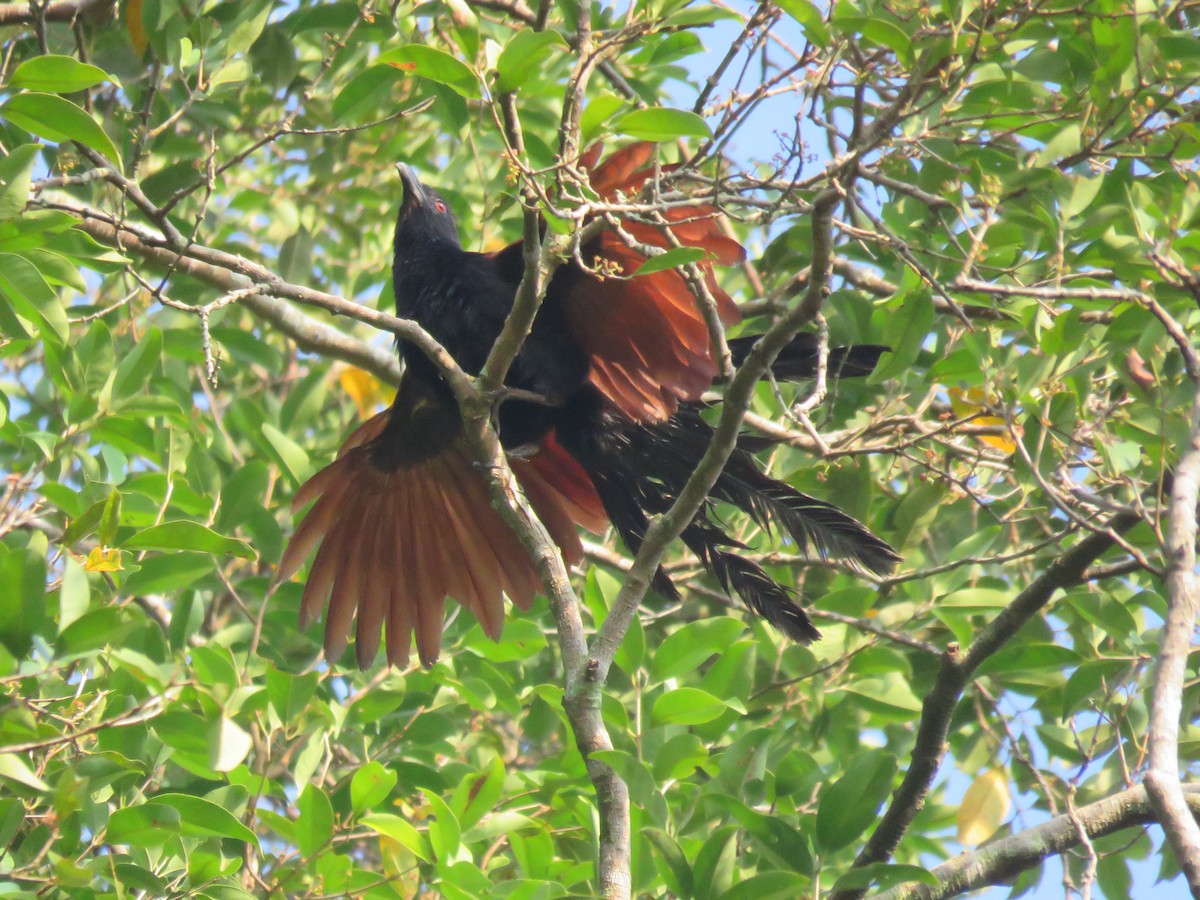 Greater Coucal - ML620437787