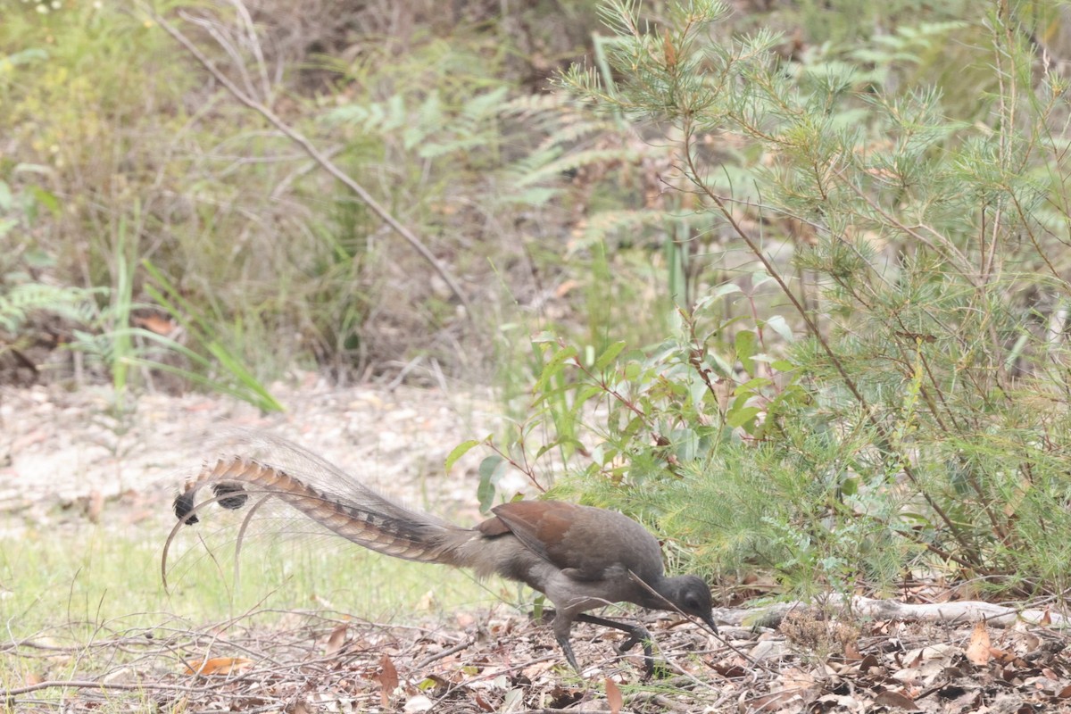 Superb Lyrebird - ML620437801