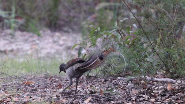 Superb Lyrebird - ML620437806