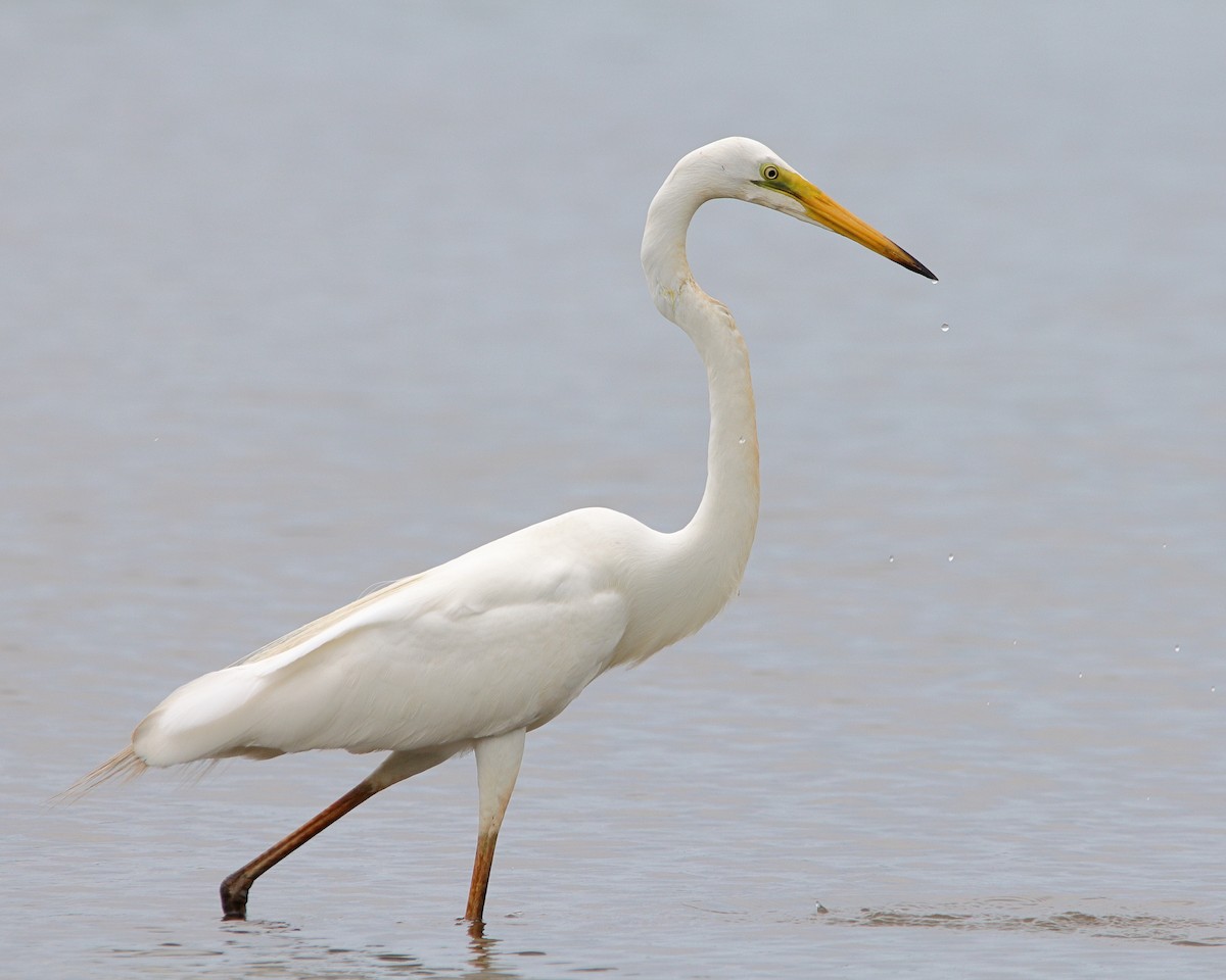 Great Egret - ML620437807