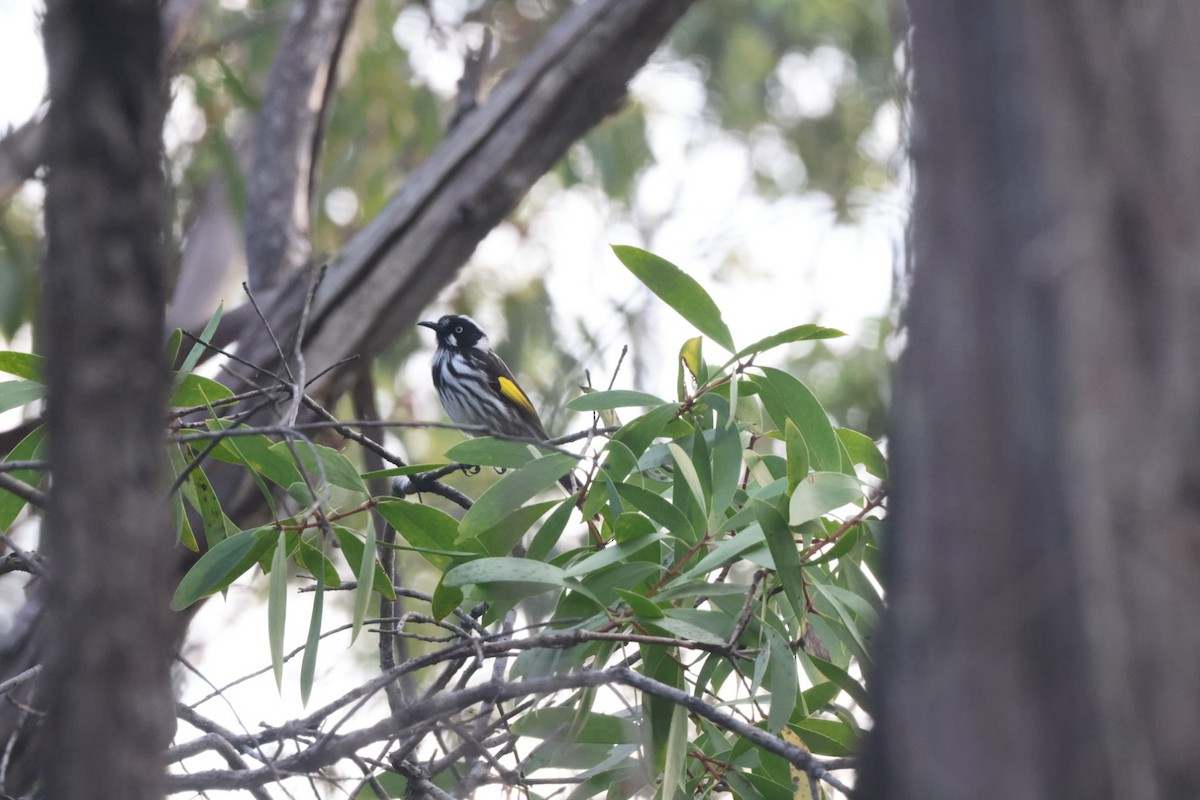 New Holland Honeyeater - ML620437808