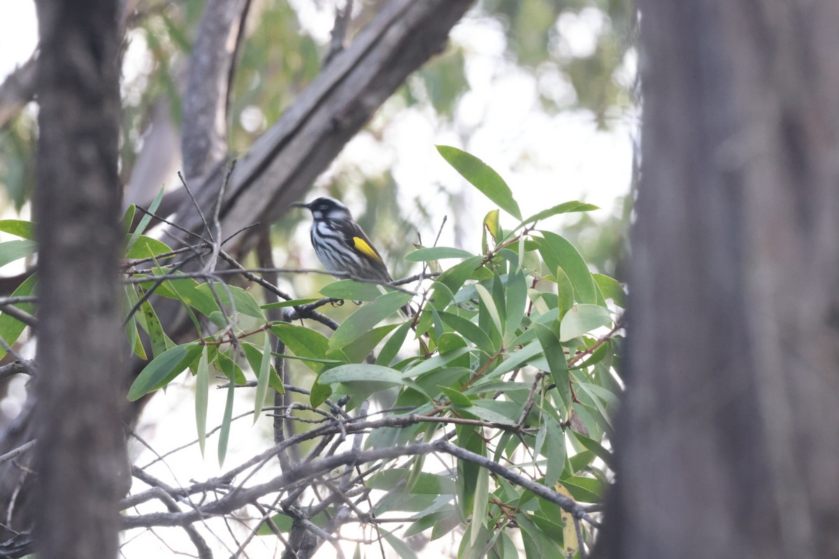 New Holland Honeyeater - ML620437811