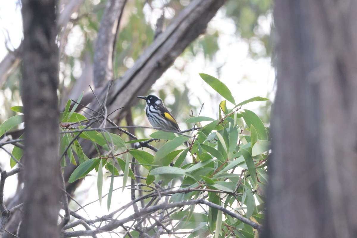 New Holland Honeyeater - ML620437813