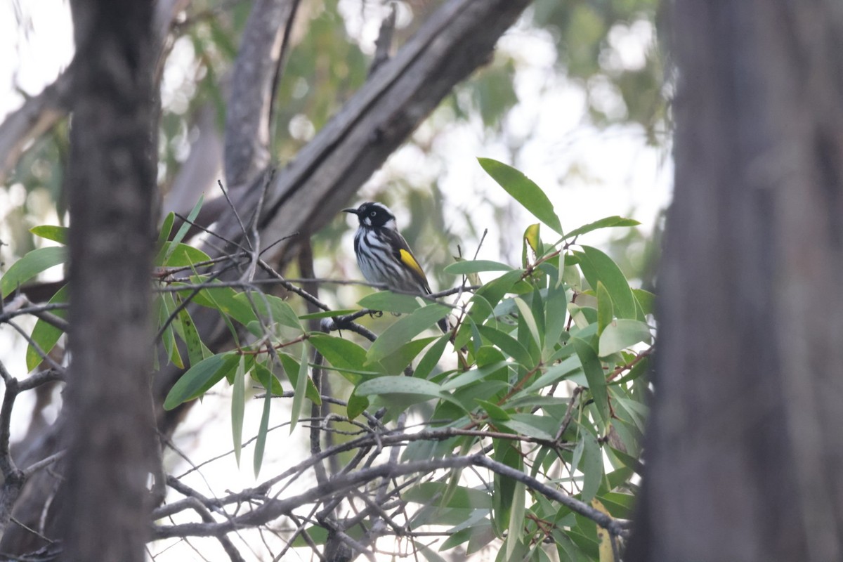 New Holland Honeyeater - ML620437816