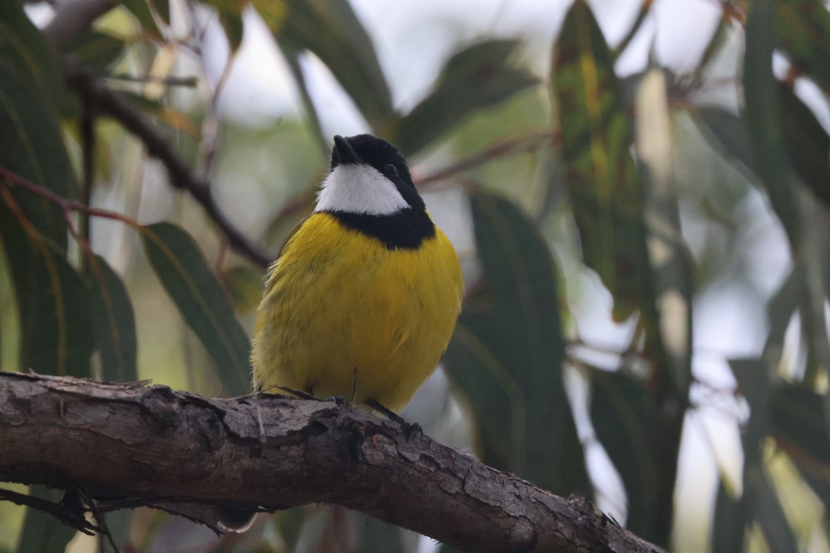 Golden Whistler - ML620437823