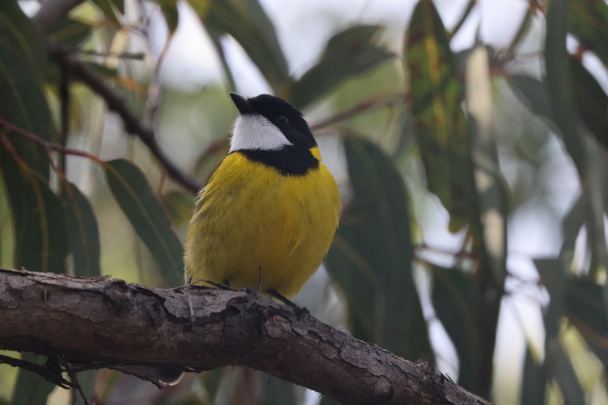 Golden Whistler - ML620437824