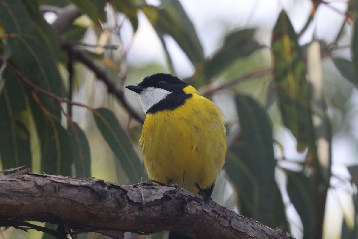 Golden Whistler - ML620437826