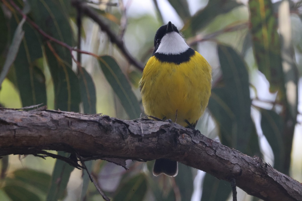 Golden Whistler - ML620437827