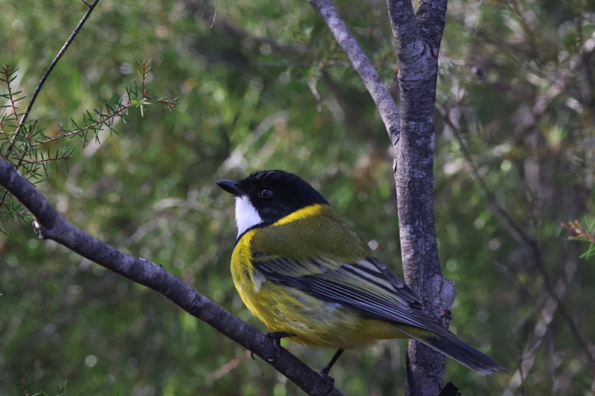 Golden Whistler - ML620437830