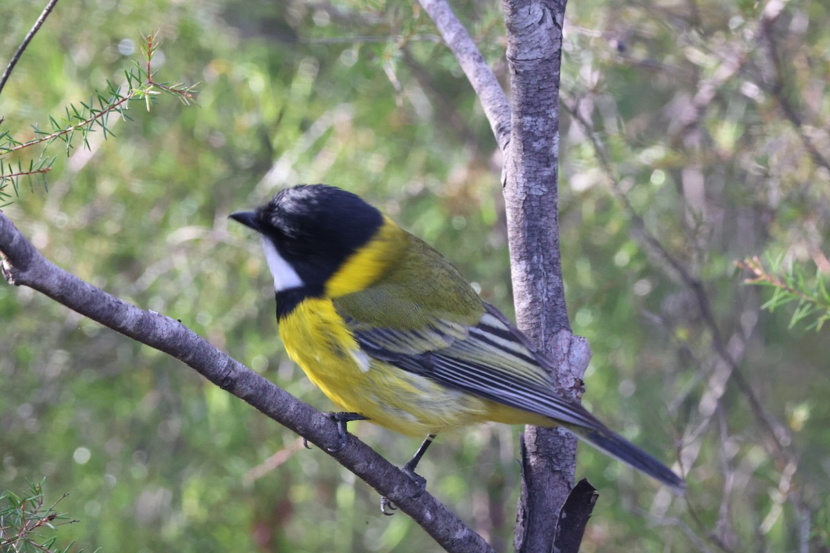 Golden Whistler - ML620437831