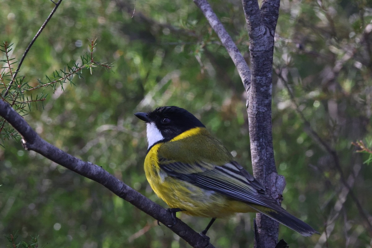 Golden Whistler - ML620437833