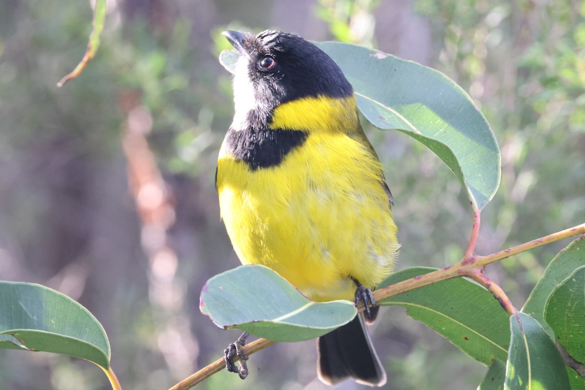 Golden Whistler - ML620437834