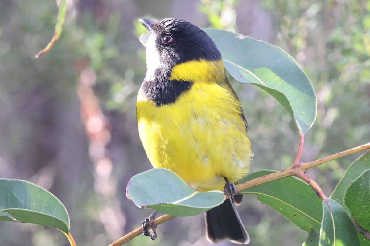 Golden Whistler - ML620437835