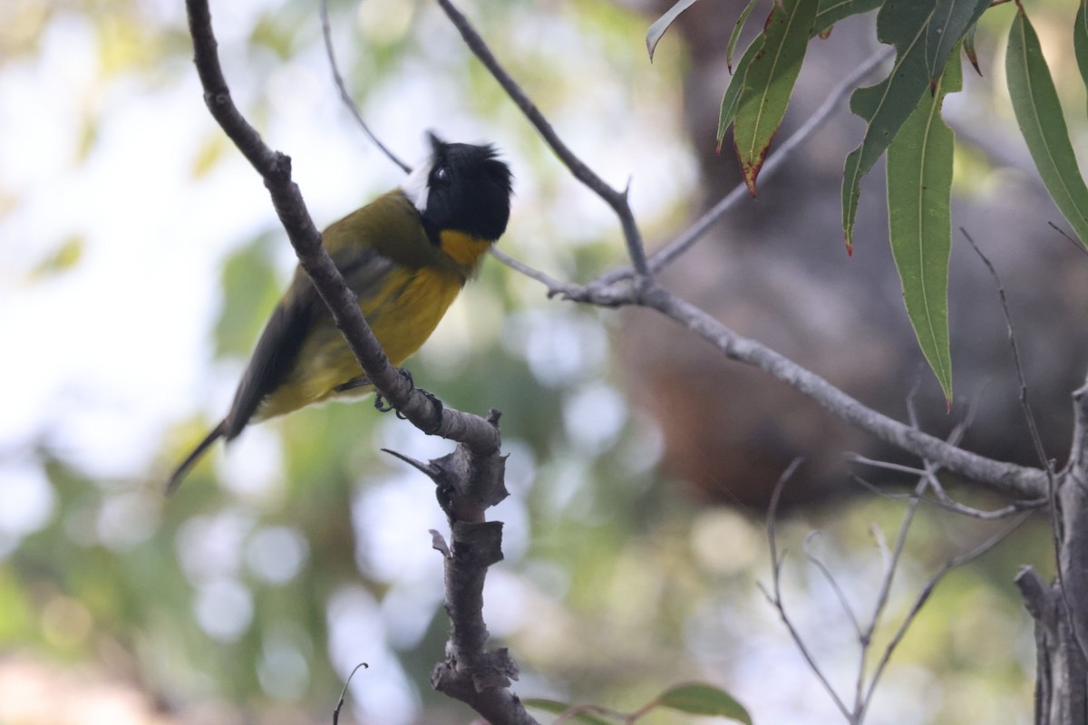 Golden Whistler - ML620437836