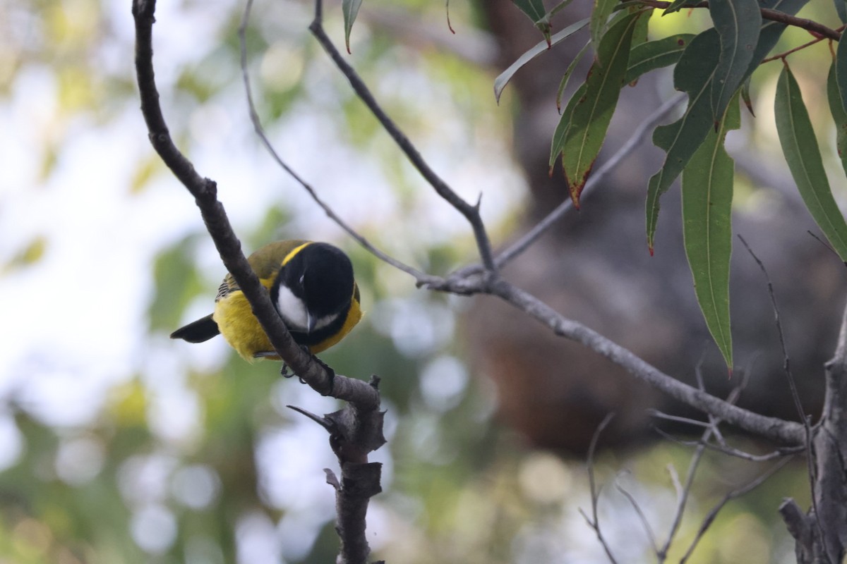 Golden Whistler - ML620437839