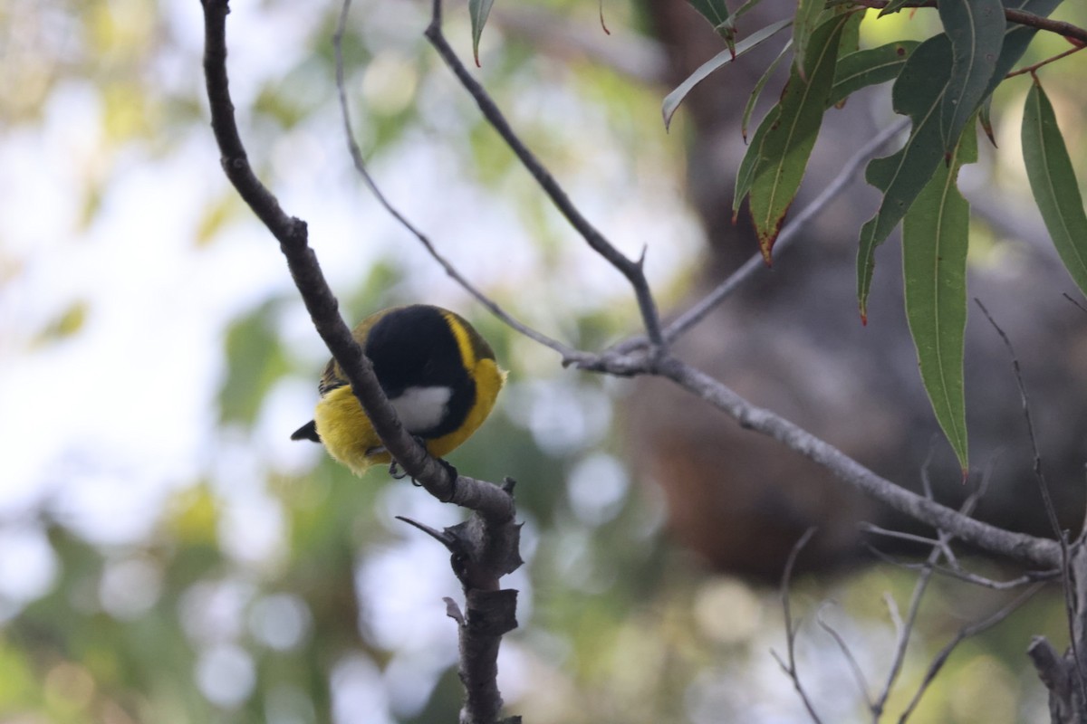 Golden Whistler - ML620437840