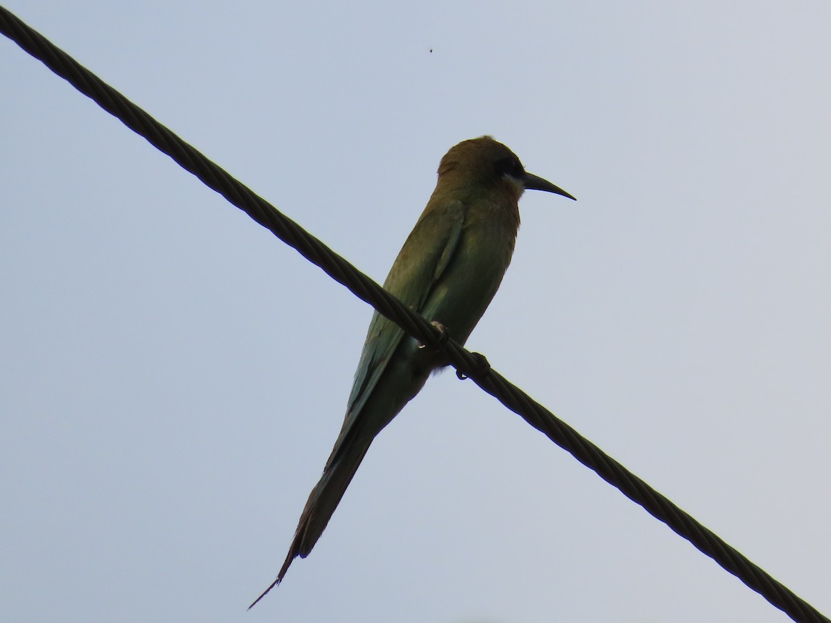 Blue-tailed Bee-eater - ML620437842