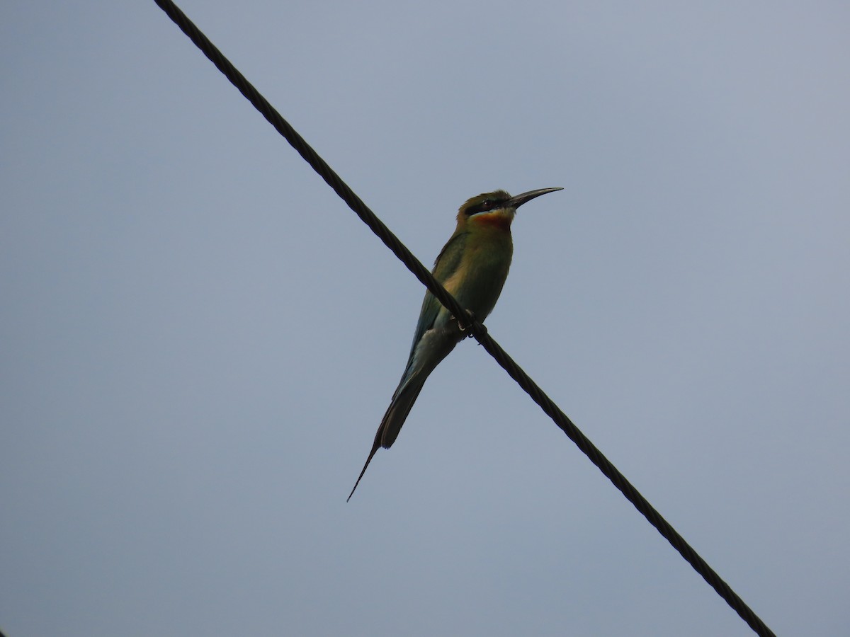 Blue-tailed Bee-eater - ML620437843