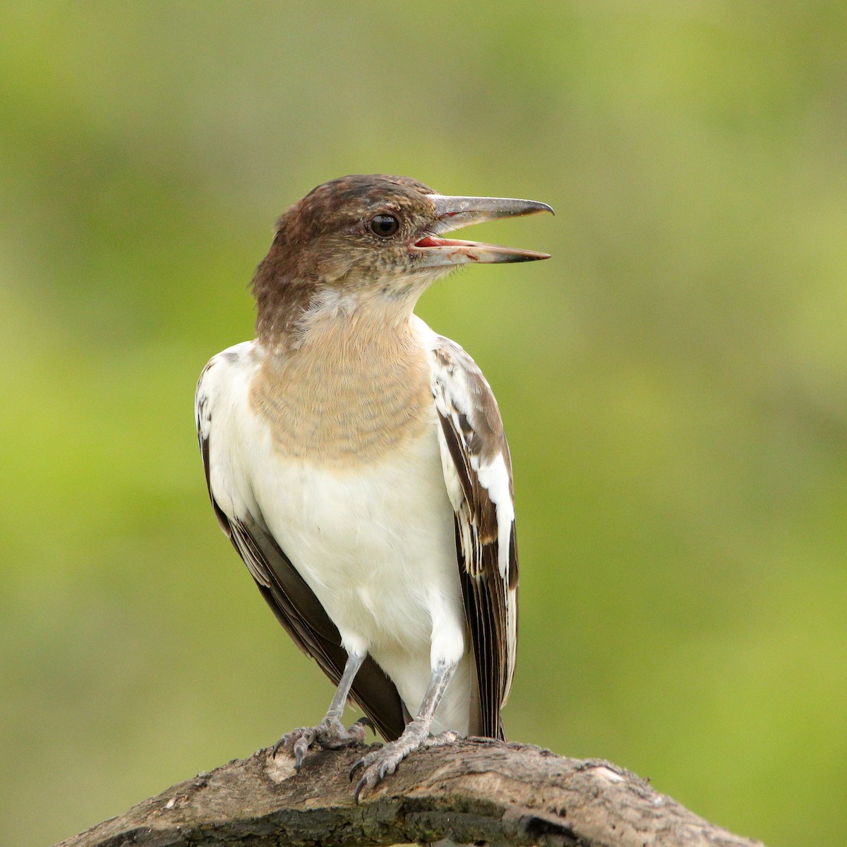 Pied Butcherbird - ML620437847