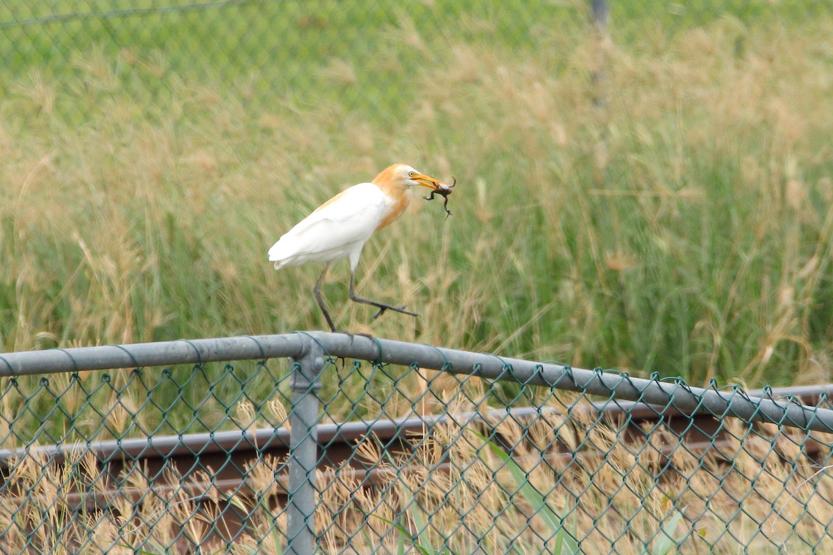 Eastern Cattle Egret - ML620437848