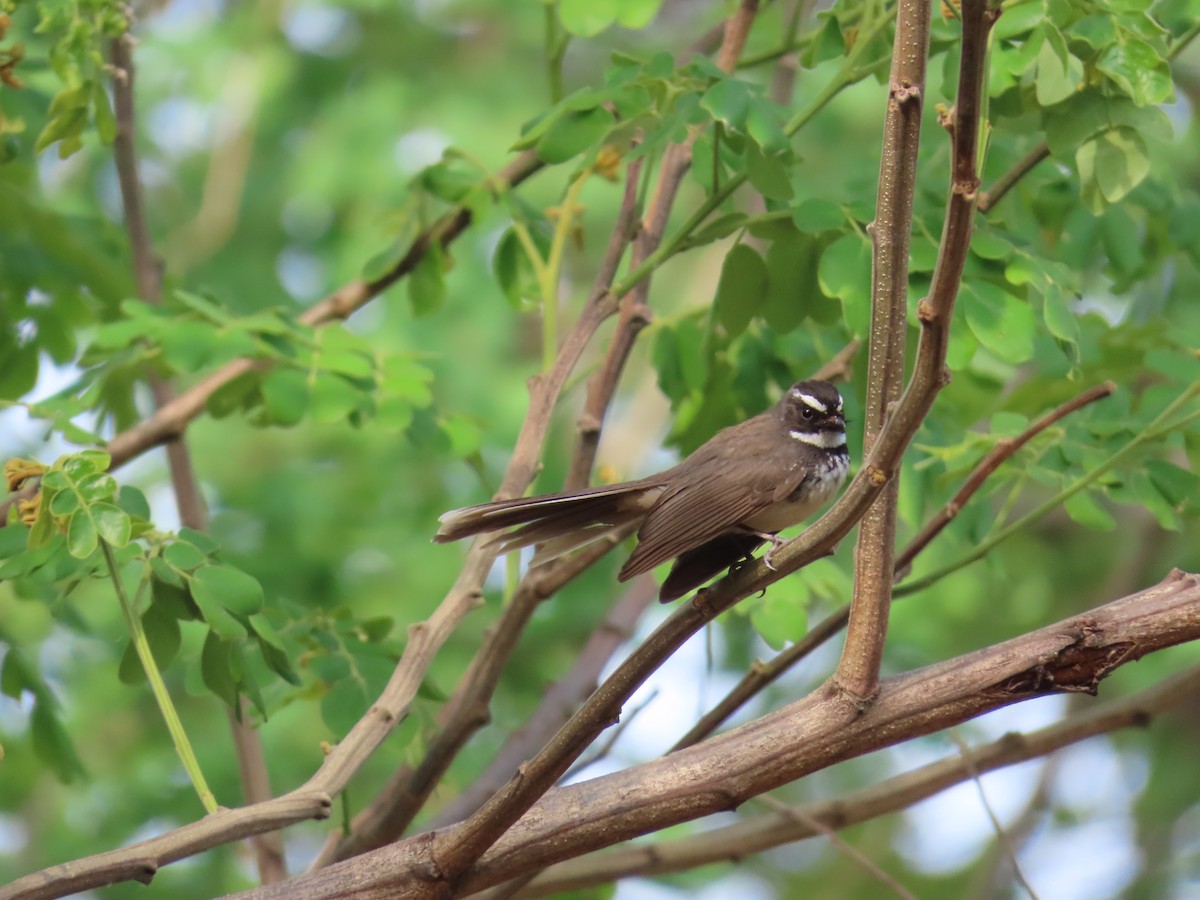 Spot-breasted Fantail - ML620437849