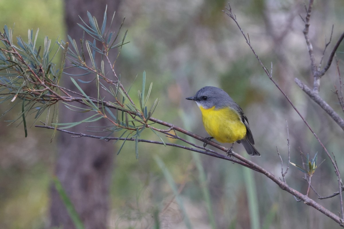 Eastern Yellow Robin - ML620437855