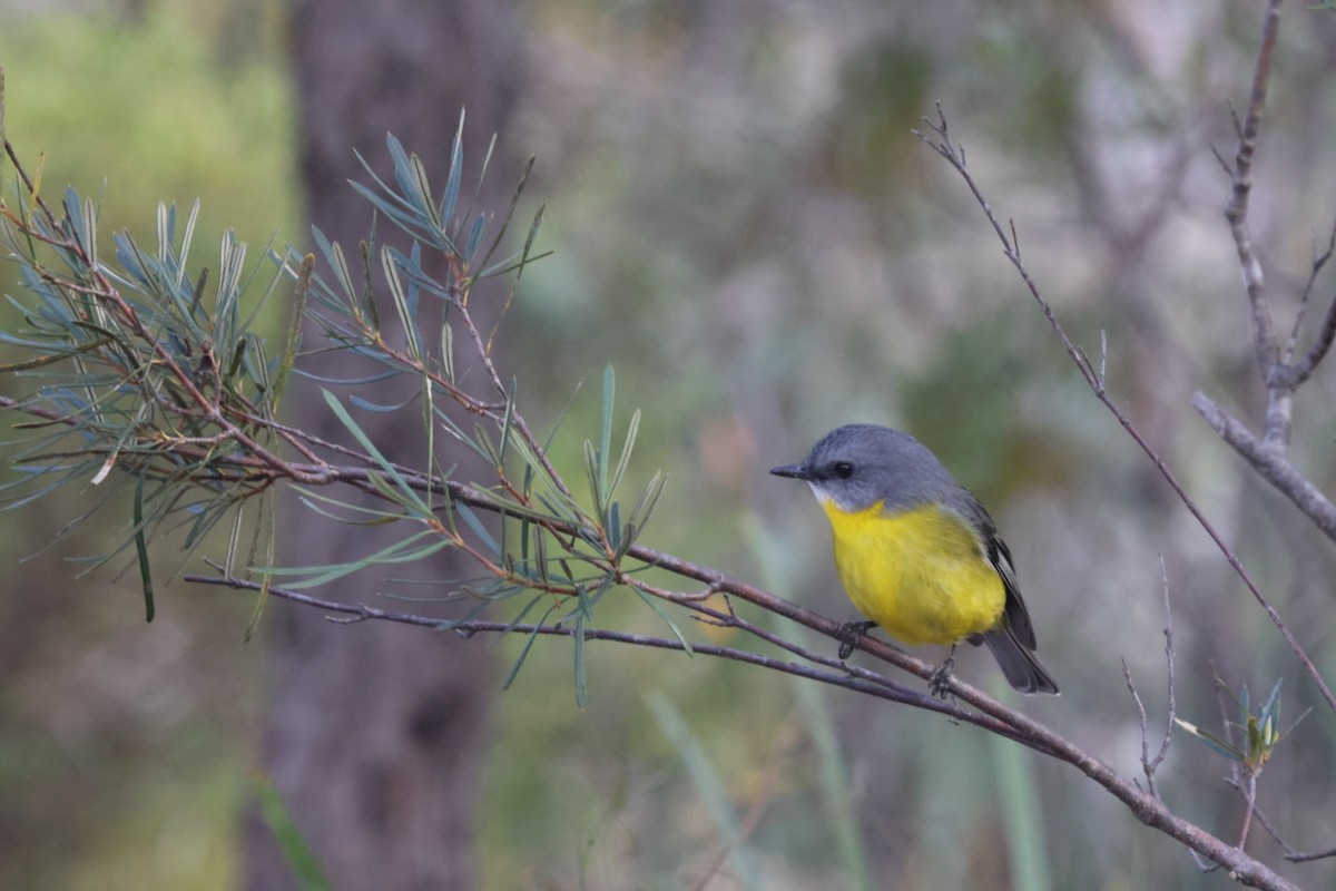 Eastern Yellow Robin - ML620437856