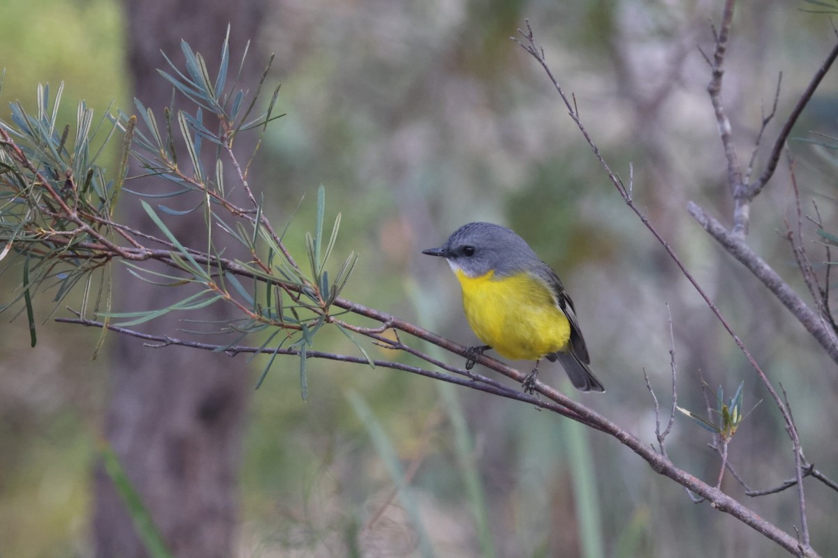 Eastern Yellow Robin - ML620437858