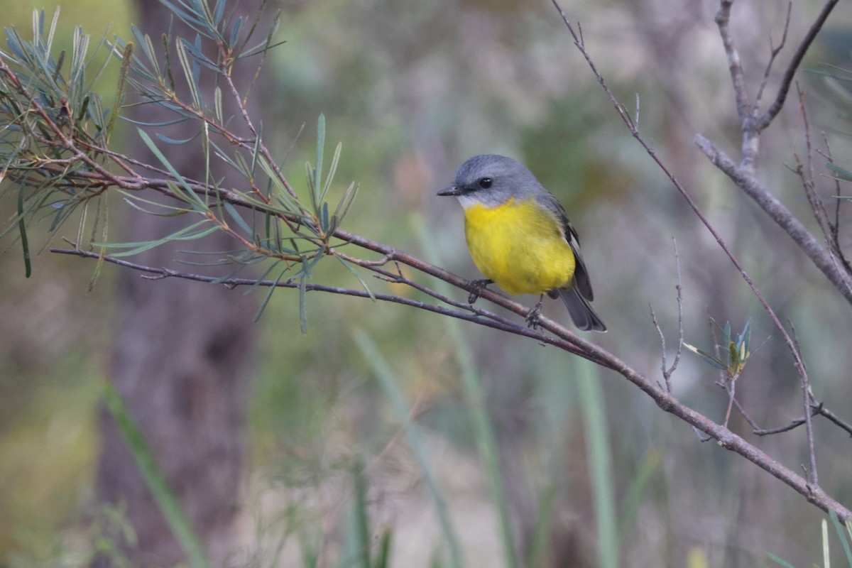 Eastern Yellow Robin - ML620437859