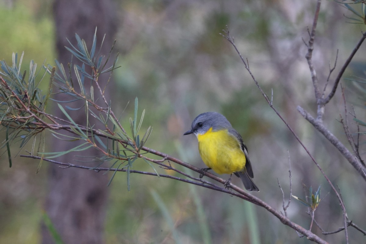 Eastern Yellow Robin - ML620437862