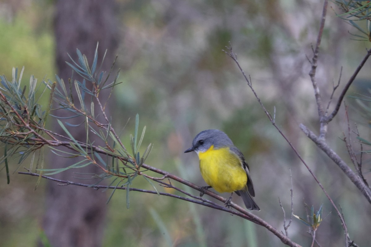 Eastern Yellow Robin - ML620437863