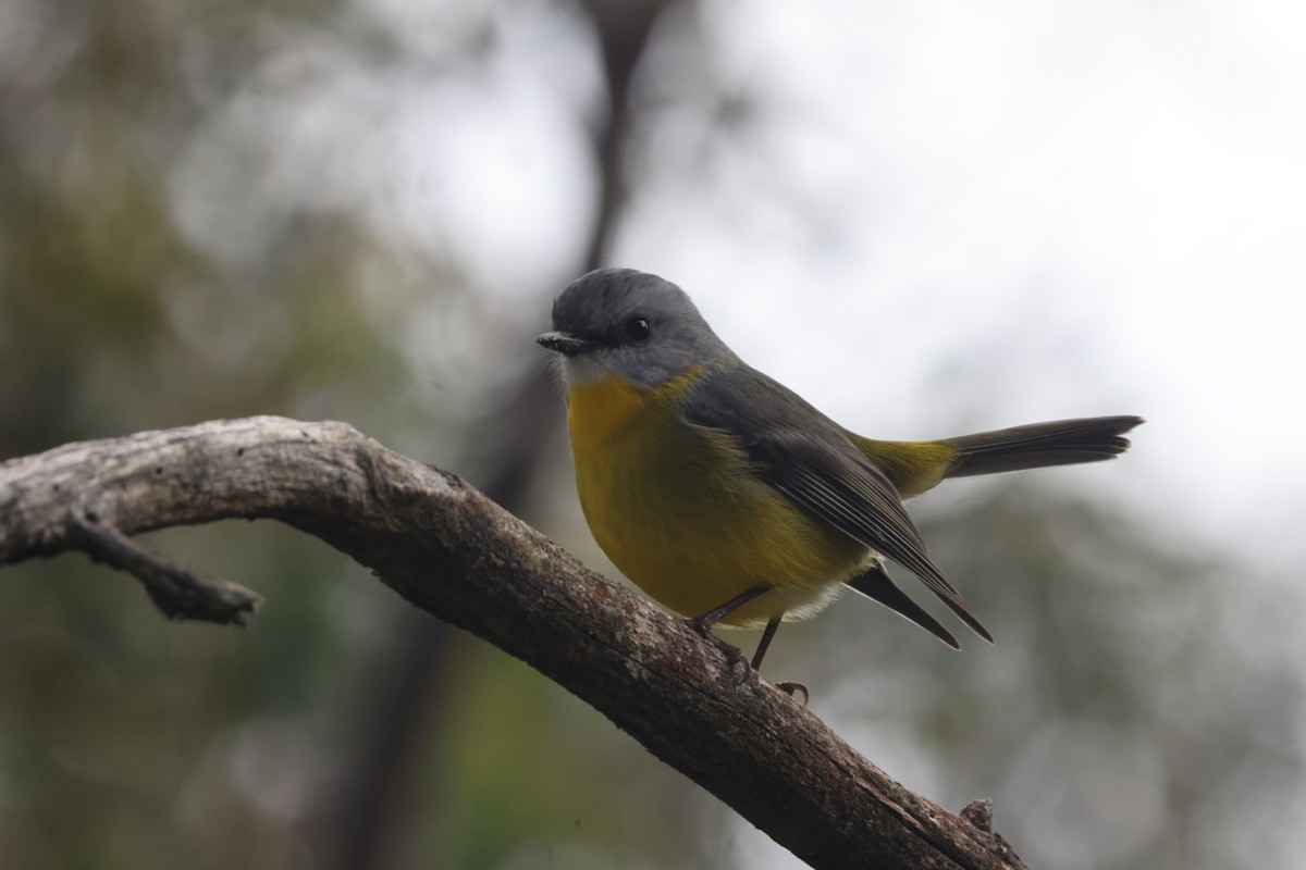 Eastern Yellow Robin - ML620437867