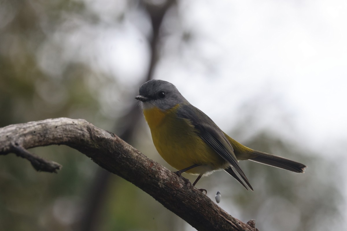 Eastern Yellow Robin - ML620437868