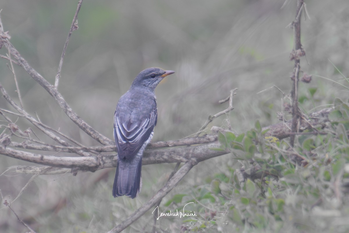 Black-headed Cuckooshrike - ML620437876