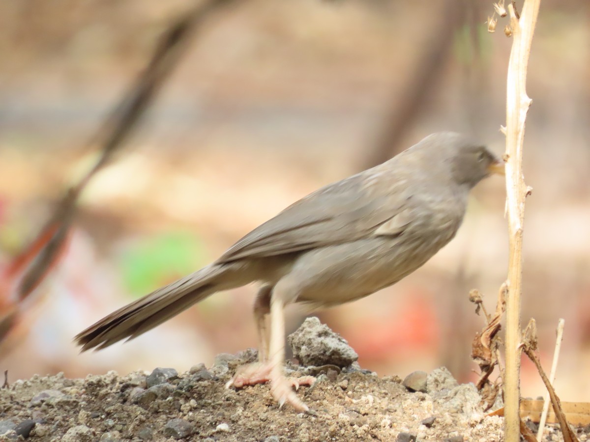 Jungle Babbler - ML620437882