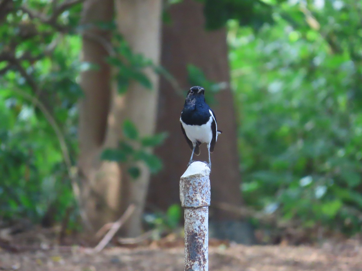 Oriental Magpie-Robin - ML620437889