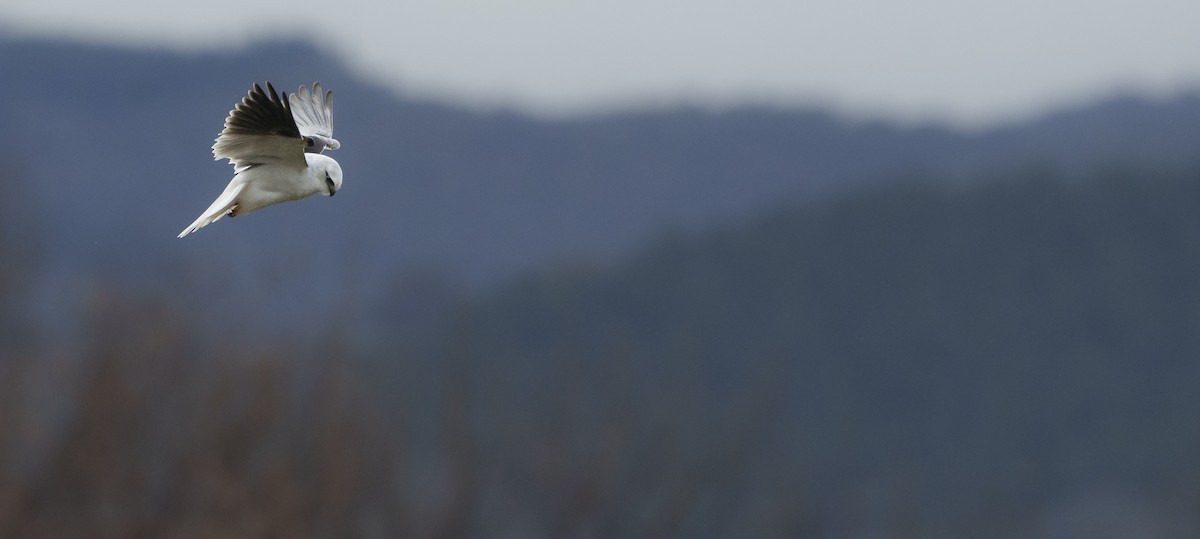 Black-shouldered Kite - ML620437890