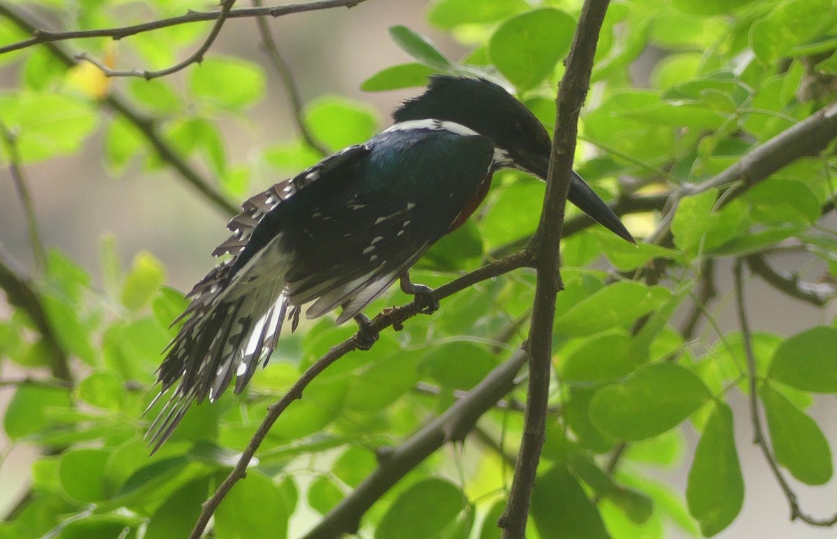 Green Kingfisher - ML620437896