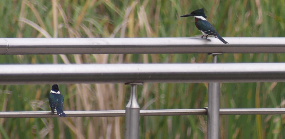 Green Kingfisher - ML620437897