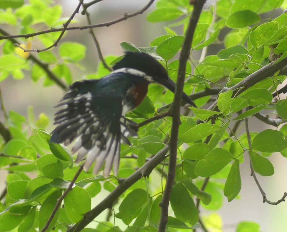 Green Kingfisher - ML620437898