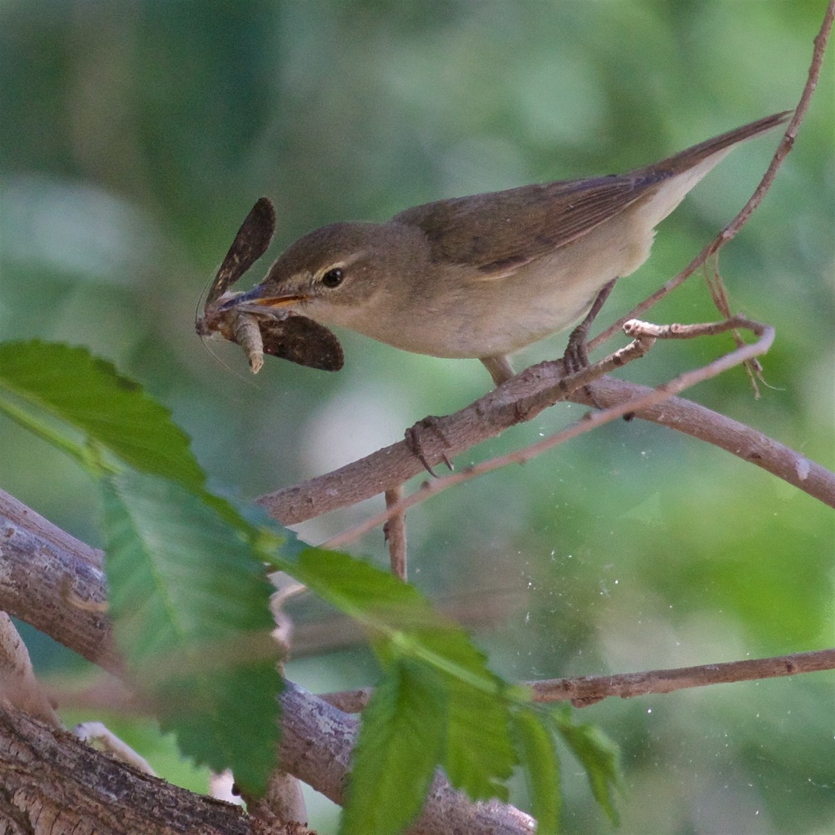 Blyth's Reed Warbler - ML620437901