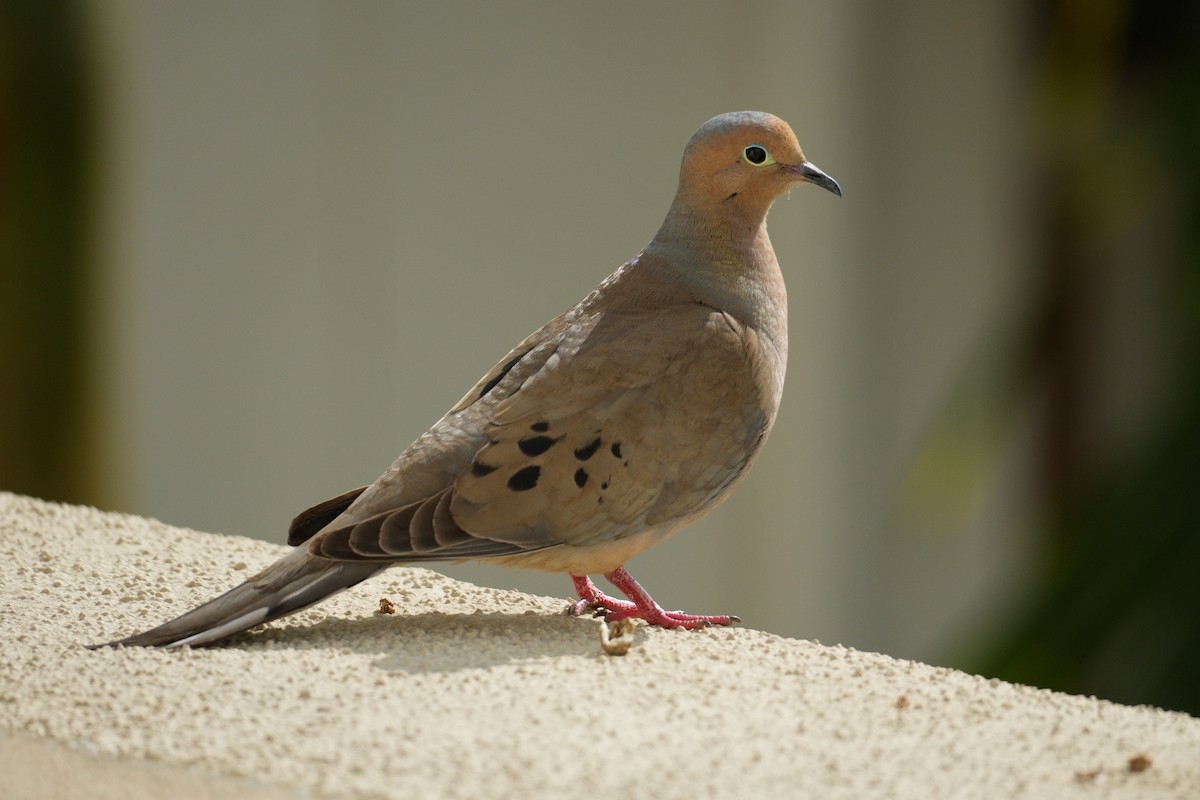 Mourning Dove - ML620437902