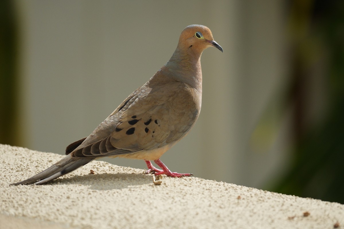 Mourning Dove - ML620437904