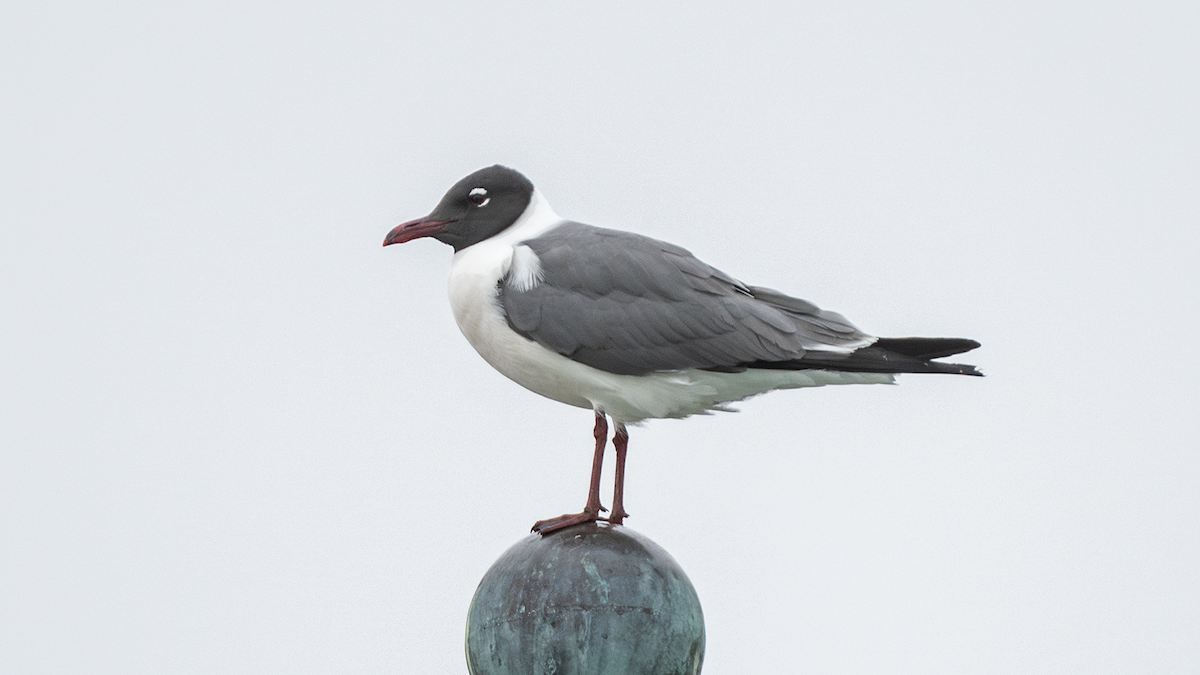 Mouette atricille - ML620437907