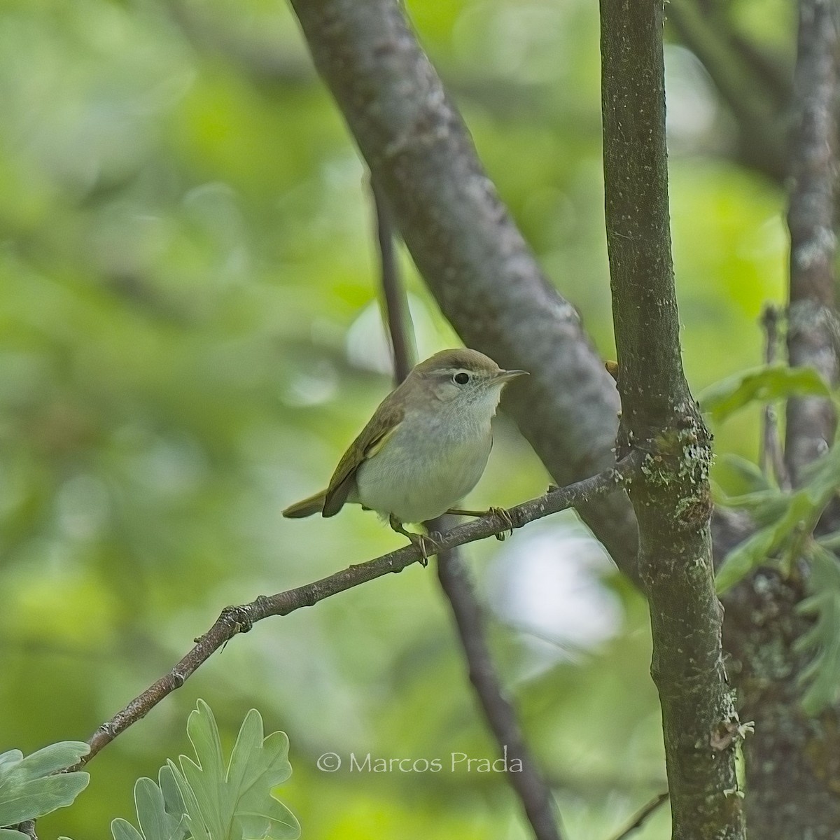 Western Bonelli's Warbler - ML620437910