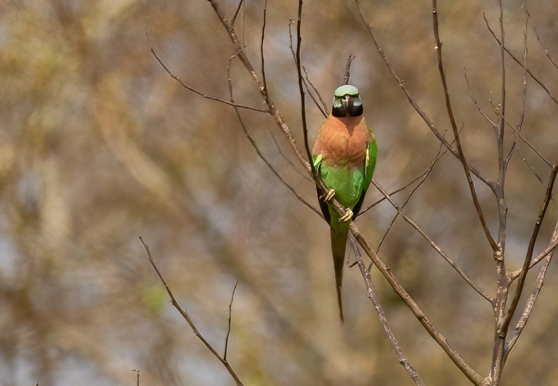 Red-breasted Parakeet - ML620437916