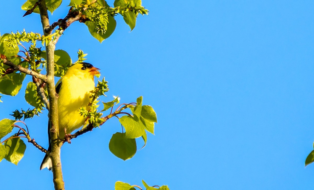 American Goldfinch - ML620437921