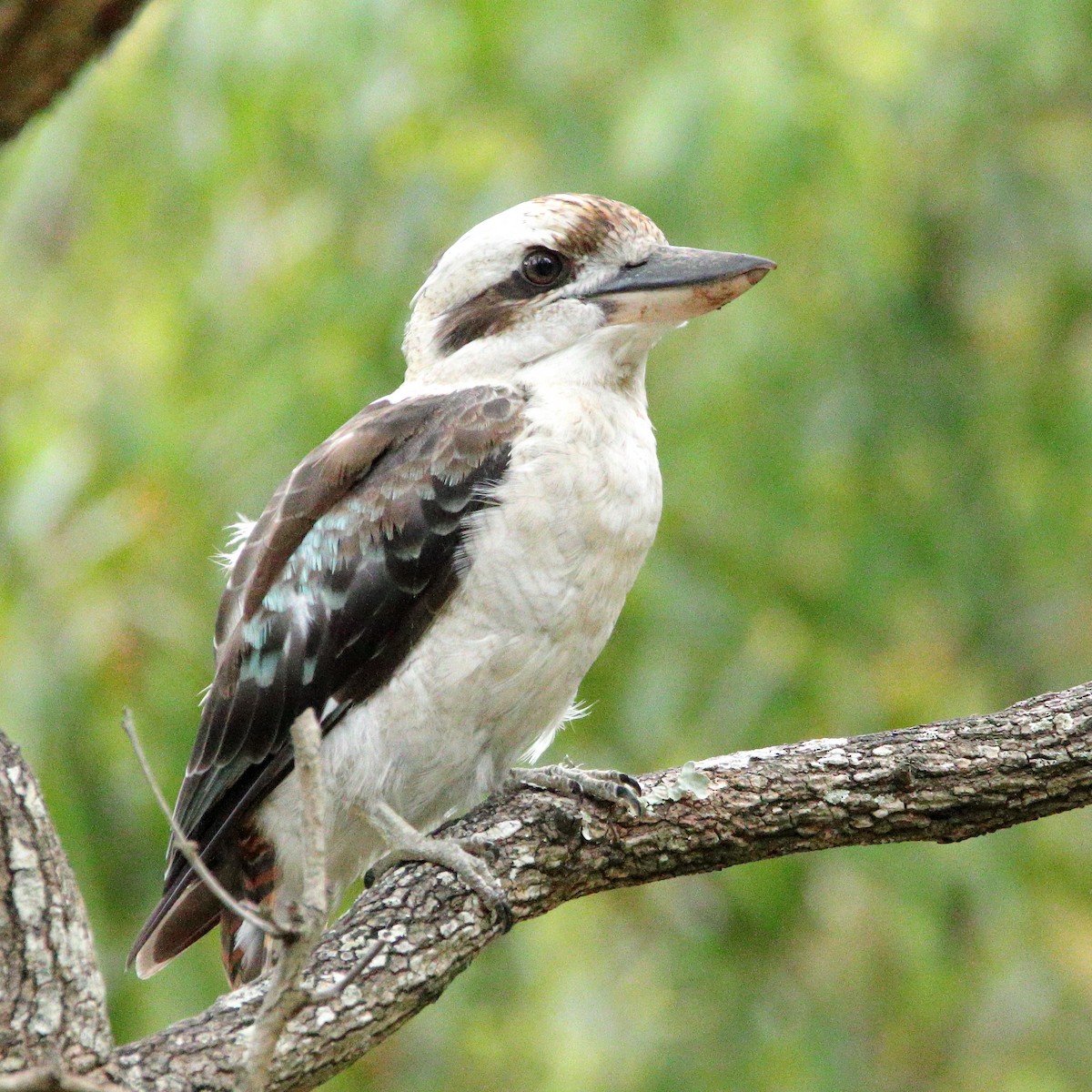 Laughing Kookaburra - ML620437936