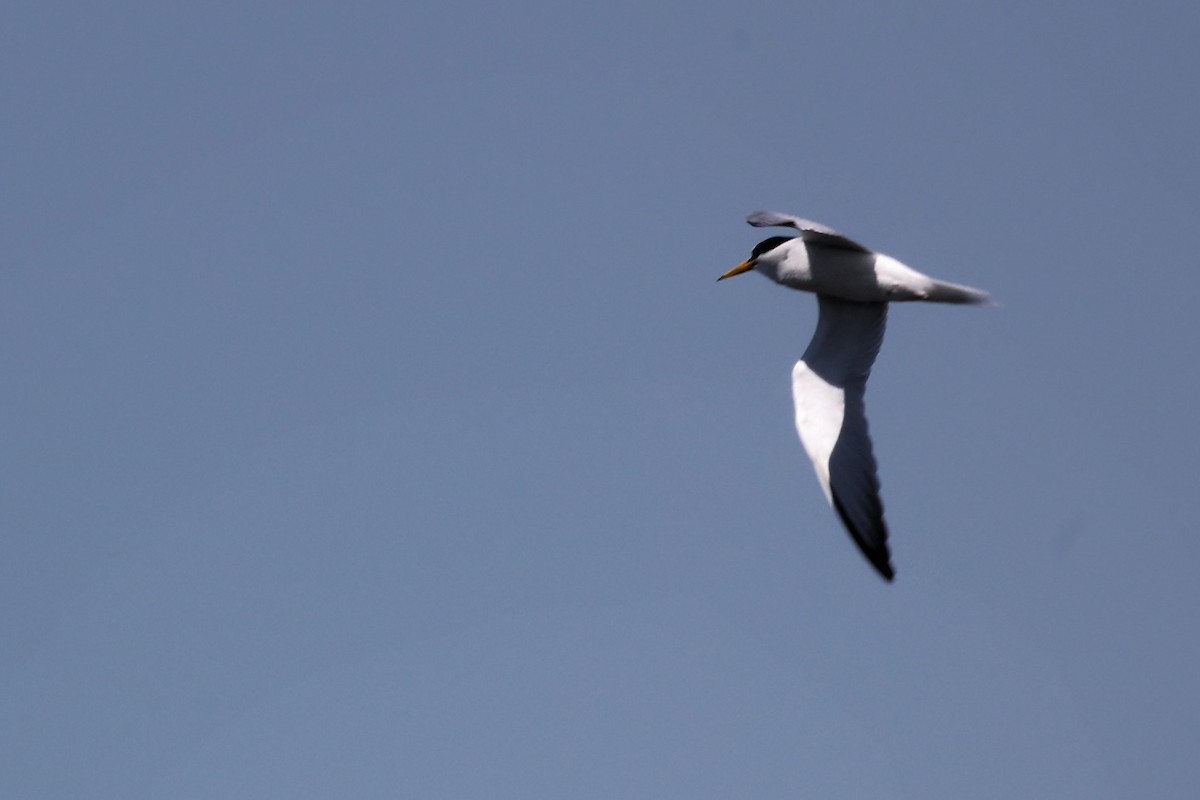 Little Tern - ML620437939