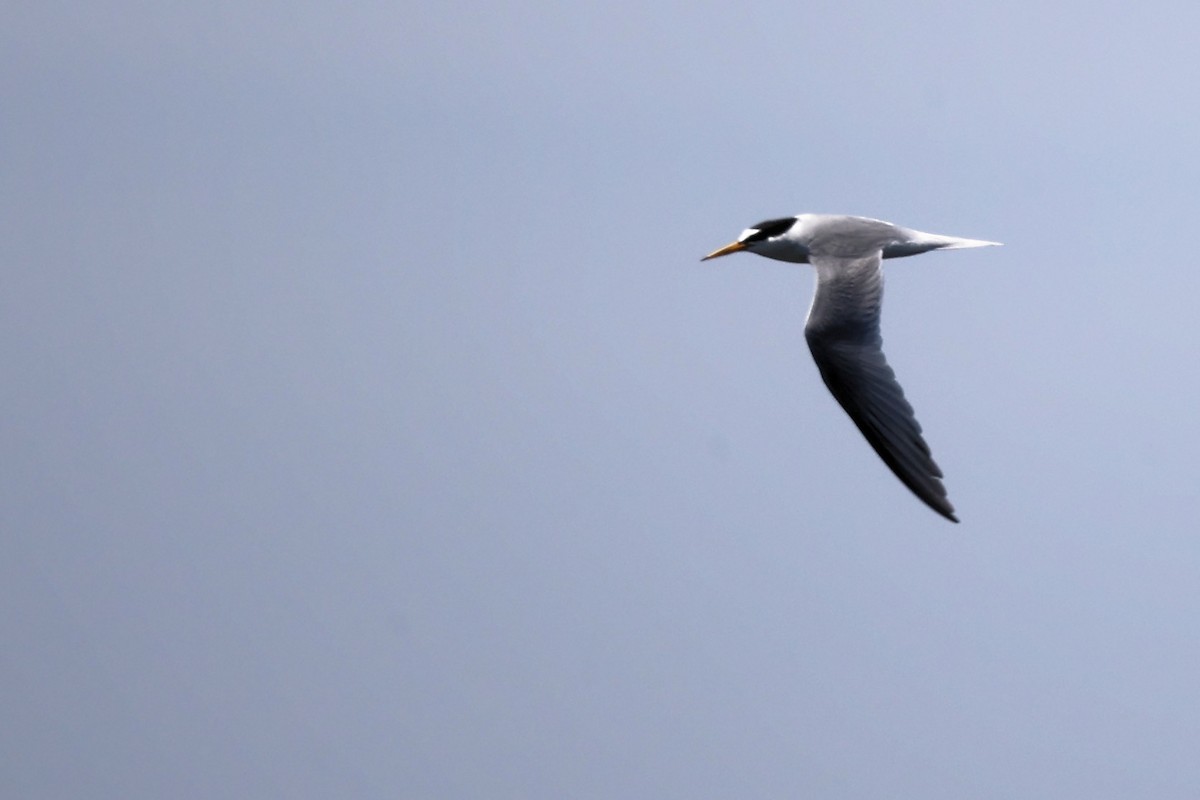 Little Tern - ML620437940